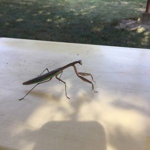 Meet your Posher, Cynthia